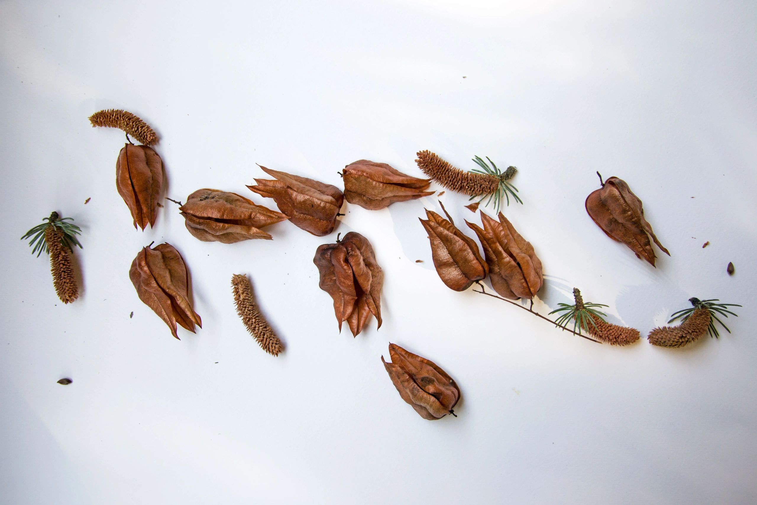 Tree pods and natural seed forms representing Kentucky Coffeetree