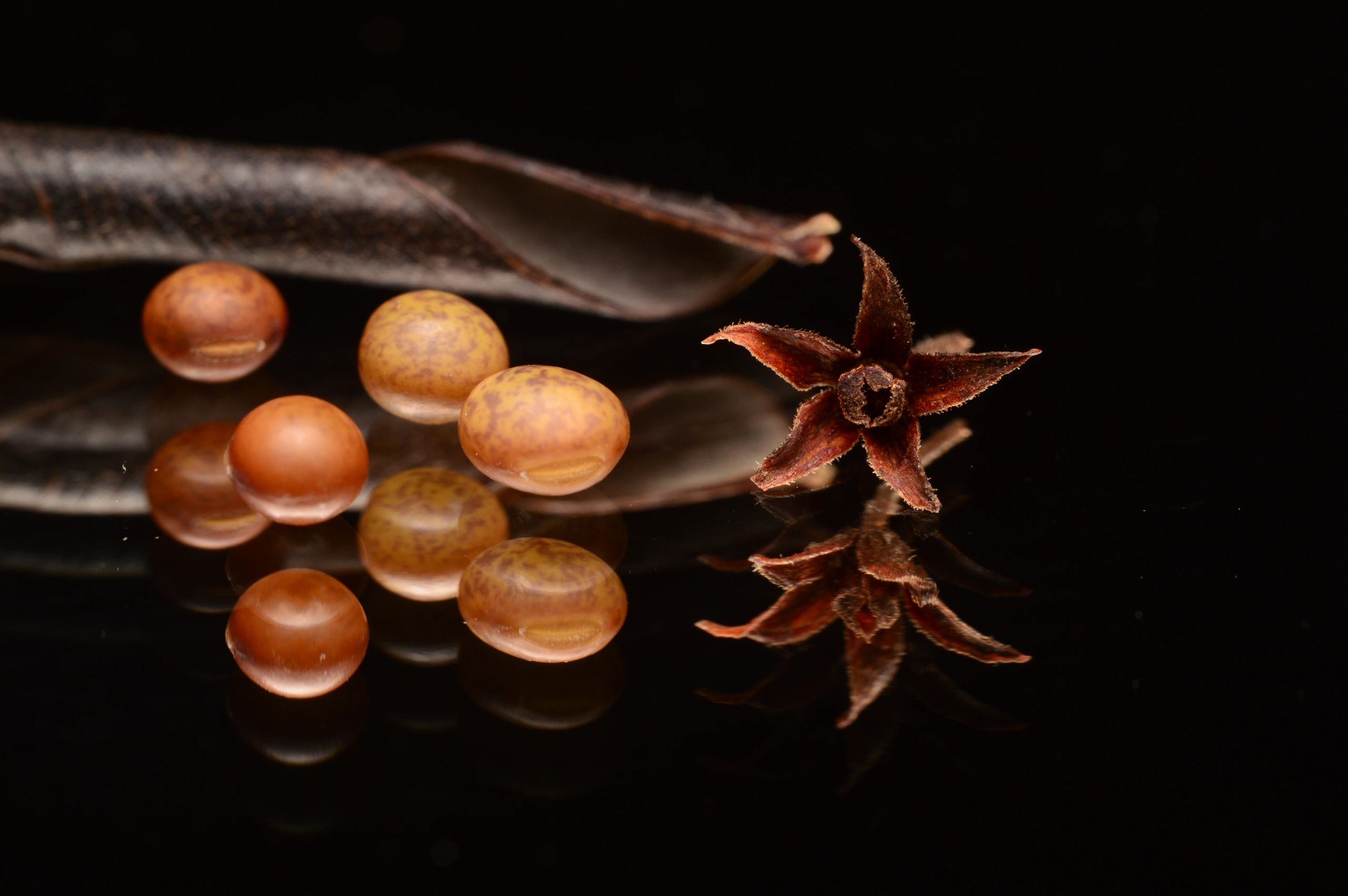 Botanical seeds and pod arranged as ingredient study